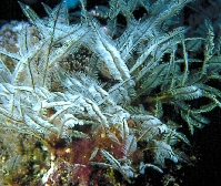 Hydrozoa Thecata   �������� �����-������  